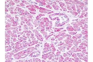 Anti-NDUFV1 antibody IHC staining of human heart. (NDUFV1 抗体  (AA 21-50))