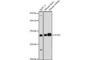 Western blot analysis of extracts of various cell lines, using PHD3 antibody (ABIN6130355, ABIN6139990, ABIN6139991 and ABIN6224021) at 1:1000 dilution. (EGLN3 抗体  (AA 1-120))