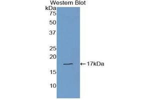 Western Blotting (WB) image for anti-Transthyretin (TTR) (AA 21-147) antibody (ABIN1078613) (TTR 抗体  (AA 21-147))
