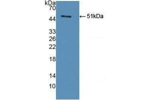 Detection of Recombinant legumain, Human using Polyclonal Antibody to Legumain (LGMN) (LGMN 抗体  (AA 18-433))