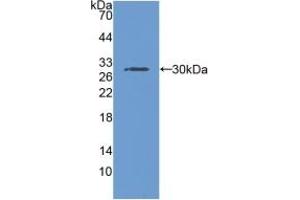 RNPEP anticorps  (AA 388-616)