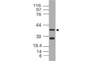 Image no. 1 for anti-Leucine-Rich alpha-2 Glycoprotein 1 (LRG1) (AA 130-340) antibody (ABIN5027335) (LRG1 抗体  (AA 130-340))