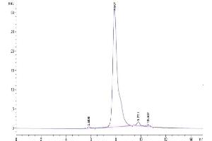 Size-exclusion chromatography-High Pressure Liquid Chromatography (SEC-HPLC) image for C-Reactive Protein (CRP) (AA 19-224) protein (His tag) (ABIN7274418)