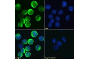 Immunofluorescence staining of U937 cells using anti-CD131 antibody BION-1. (Recombinant CD131 抗体)