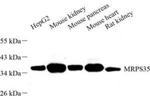 MRPS35 抗体