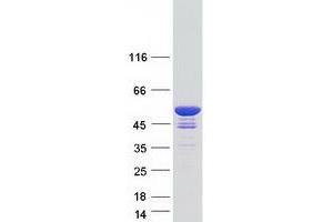 Western Blotting (WB) image for Growth Arrest-Specific 7 (GAS7) (Transcript Variant B) protein (Myc-DYKDDDDK Tag) (ABIN2712291)