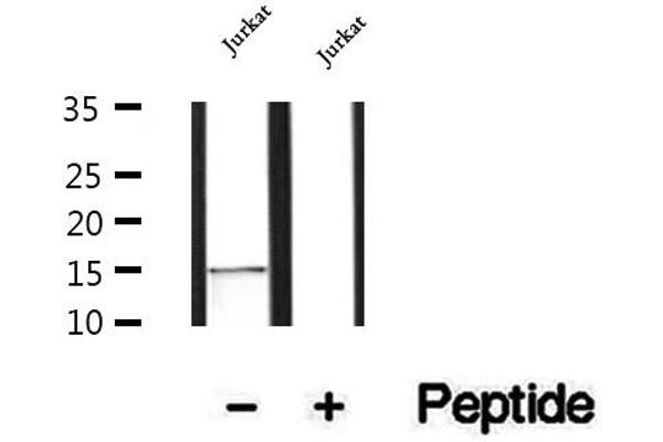 MRFAP1 抗体  (Internal Region)