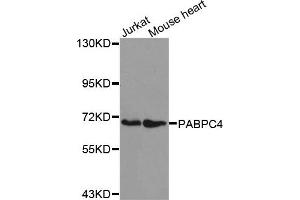 Western Blotting (WB) image for anti-Poly(A) Binding Protein, Cytoplasmic 4 (Inducible Form) (PABPC4) antibody (ABIN1876977) (PABPC4 抗体)
