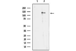 Western blot analysis of lysates from mouse brain, using TRPS1 Antibody.