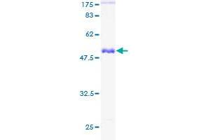 GSTT1 Protein (AA 1-240) (GST tag)