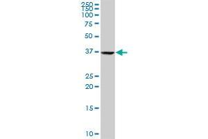 E2F4 MaxPab rabbit polyclonal antibody. (E2F4 抗体  (AA 1-413))