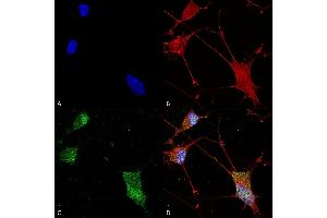 Immunocytochemistry/Immunofluorescence analysis using Mouse Anti-Neuroligin 1 Monoclonal Antibody, Clone S97A-31 (ABIN1741315). (Neuroligin 1 抗体  (AA 718-843) (APC))