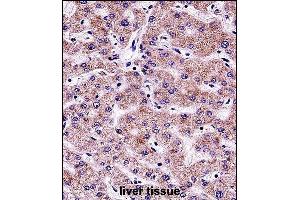 SYT6 Antibody (C-term) (ABIN657471 and ABIN2846499) immunohistochemistry analysis in formalin fixed and paraffin embedded human liver tissue followed by peroxidase conjugation of the secondary antibody and DAB staining. (SYT6 抗体  (C-Term))