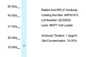 Western Blotting (WB) image for anti-Ribosomal Protein L37 (RPL37) (Middle Region) antibody (ABIN2774327) (RPL37 抗体  (Middle Region))