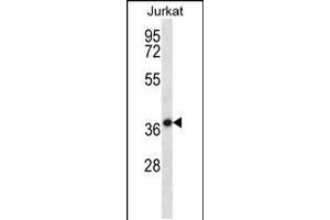 Western blot analysis in Jurkat cell line lysates (35ug/lane). (HSPBP1 抗体  (N-Term))