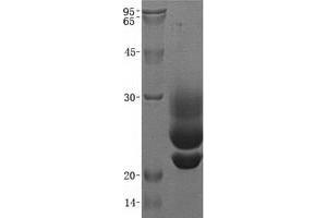 Validation with Western Blot