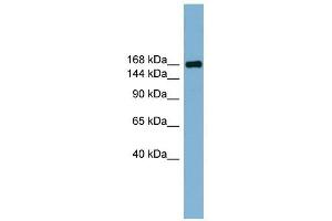 PARD3 antibody used at 1 ug/ml to detect target protein. (PARD3 抗体)