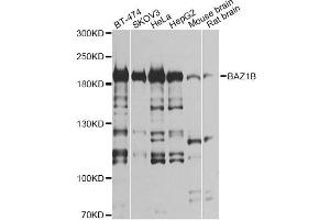 Western blot analysis of extracts of various cell lines, using BAZ1B antibody (ABIN6290092) at 1:1000 dilution. (BAZ1B 抗体)
