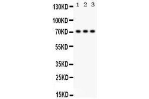 Western Blotting (WB) image for anti-Sp2 Transcription Factor (Sp2) (AA 312-343), (Middle Region) antibody (ABIN3043349) (Sp2 抗体  (Middle Region))