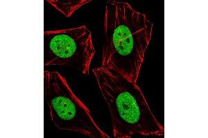 Immunofluorescent analysis of 4 % paraformaldehyde-fixed, 0. (BMI1 抗体  (C-Term))