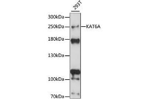 Western blot analysis of extracts of 293T cells, using KAT6A antibody (ABIN6293373) at 1:1000 dilution. (MYST3 抗体)