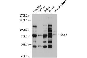 Western blot analysis of extracts of various cell lines, using GLIS3 antibody  at 1:3000 dilution. (GLIS3 抗体  (AA 606-775))