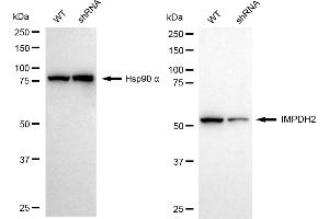 Western blotting analysis using IMPDH2 antibody (ABIN7799023). (Recombinant IMPDH2 抗体)