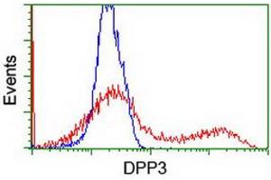 Image no. 2 for anti-Dipeptidyl-Peptidase 3 (DPP3) antibody (ABIN1497827) (DPP3 抗体)