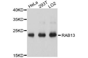 Western blot analysis of extracts of various cell lines, using RAB13 antibody. (RAB13 抗体  (AA 1-203))