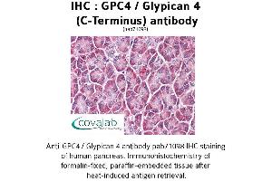 Image no. 2 for anti-Glypican 4 (GPC4) (C-Term) antibody (ABIN1734867) (GPC4 抗体  (C-Term))