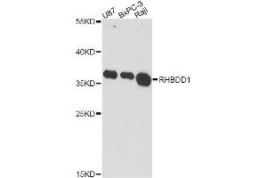 Western blot analysis of extracts of various cell lines, using RHBDD1 antibody. (RHBDD1 抗体)