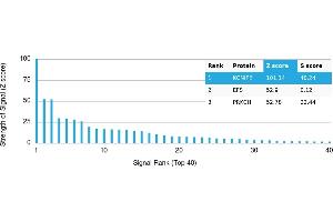 Protein Array (PAr) image for anti-Kv Channel Interacting Protein 2 (KCNIP2) antibody (ABIN7456100) (KCNIP2 抗体)
