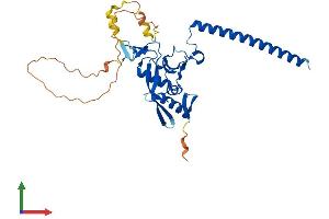 Protein Structure (PS) image for Ras Association (RalGDS/AF-6) Domain Family Member 4 (RASSF4) (AA 1-322) protein (His tag) (ABIN7559229)