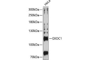 Western blot analysis of extracts of HeLa cells, using EXOC1 Antibody (ABIN6129575, ABIN6140361, ABIN6140362 and ABIN6224778) at 1:3000 dilution. (EXOC1 抗体  (AA 645-894))