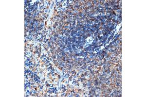 Immunohistochemistry of paraffin-embedded rat spleen using ELMO1 Rabbit mAb (ABIN7266951) at dilution of 1:100 (40x lens). (ELMO1 抗体)