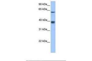 Image no. 1 for anti-Major Facilitator Superfamily Domain Containing 4 (MFSD4) (AA 151-200) antibody (ABIN6739411) (MFSD4 抗体  (AA 151-200))