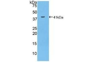 Detection of Recombinant MUC6, Human using Polyclonal Antibody to Mucin 6 (MUC6) (MUC6 抗体  (AA 2338-2439))