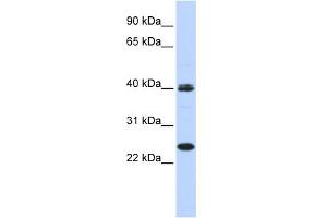 WB Suggested Anti-MESP1 Antibody Titration:  0. (MESP1 抗体  (N-Term))