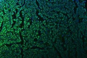 IF analysis of KAP1 using anti-KAP1 antibody (ABIN3043491).