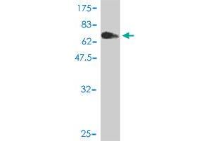 Western Blot detection against Immunogen (68. (C2orf62 抗体  (AA 1-387))