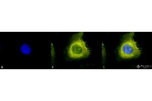 Immunocytochemistry/Immunofluorescence analysis using Rabbit Anti-CDC37 Polyclonal Antibody . (CDC37 抗体  (PerCP))