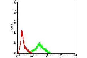 Flow cytometric analysis of SK-N-SH cells using APEX1 mouse mAb (green) and negative control (red). (APEX1 抗体  (AA 219-318))