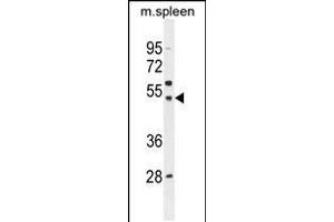 Western blot analysis in mouse spleen tissue lysates (35ug/lane). (SLC16A13 抗体  (C-Term))