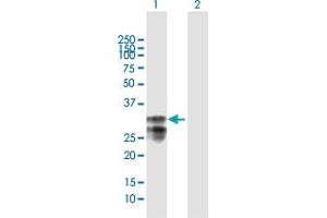 Western Blot analysis of MPZL1 expression in transfected 293T cell line by MPZL1 MaxPab polyclonal antibody. (MPZL1 抗体  (AA 1-269))