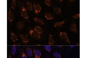 Immunofluorescence analysis of U-2 OS cells using TSFM Polyclonal Antibody at dilution of 1:100 (40x lens). (TSFM 抗体)