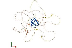 Protein Structure (PS) image for Forkhead Box N1 (FOXN1) (AA 1-648) protein (His tag) (ABIN7563922)