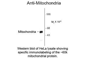 Western blot of Anti-Mitochondria (Mouse) Antibody - 209-301-D79 Western Blot of Anti-Mitochondria (Mouse) Antibody. (Mitochondria 抗体)