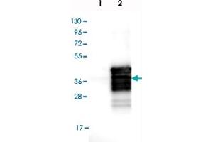 Western blot analysis of Lane 1: Negative control (vector only transfected HEK293T lysate), Lane 2: Over-expression Lysate (Co-expressed with a C-terminal myc-DDK tag (~3. (SIX Homeobox 1 抗体)