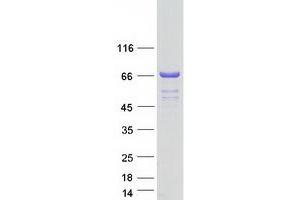 Western Blotting (WB) image for Cleavage Stimulation Factor, 3' Pre-RNA, Subunit 2, 64kDa, tau Variant (CSTF2T) protein (Myc-DYKDDDDK Tag) (ABIN2712590)