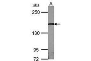 Image no. 1 for anti-Autism Susceptibility Candidate 2 (AUTS2) (AA 524-770) antibody (ABIN467523) (AUTS2 抗体  (AA 524-770))